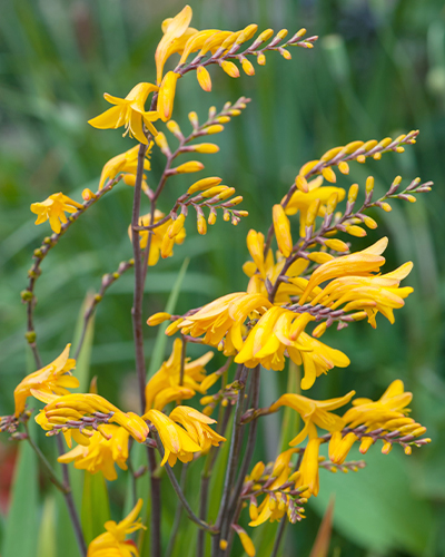 CROCOSMIA (MONTBRÉCIA) GEORGE DAVISON 100 ks